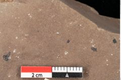 Foto (Detailsansicht) von Quercus palaeoilex Ettingshausen (NHMW-GEO-2024-0188-0782)